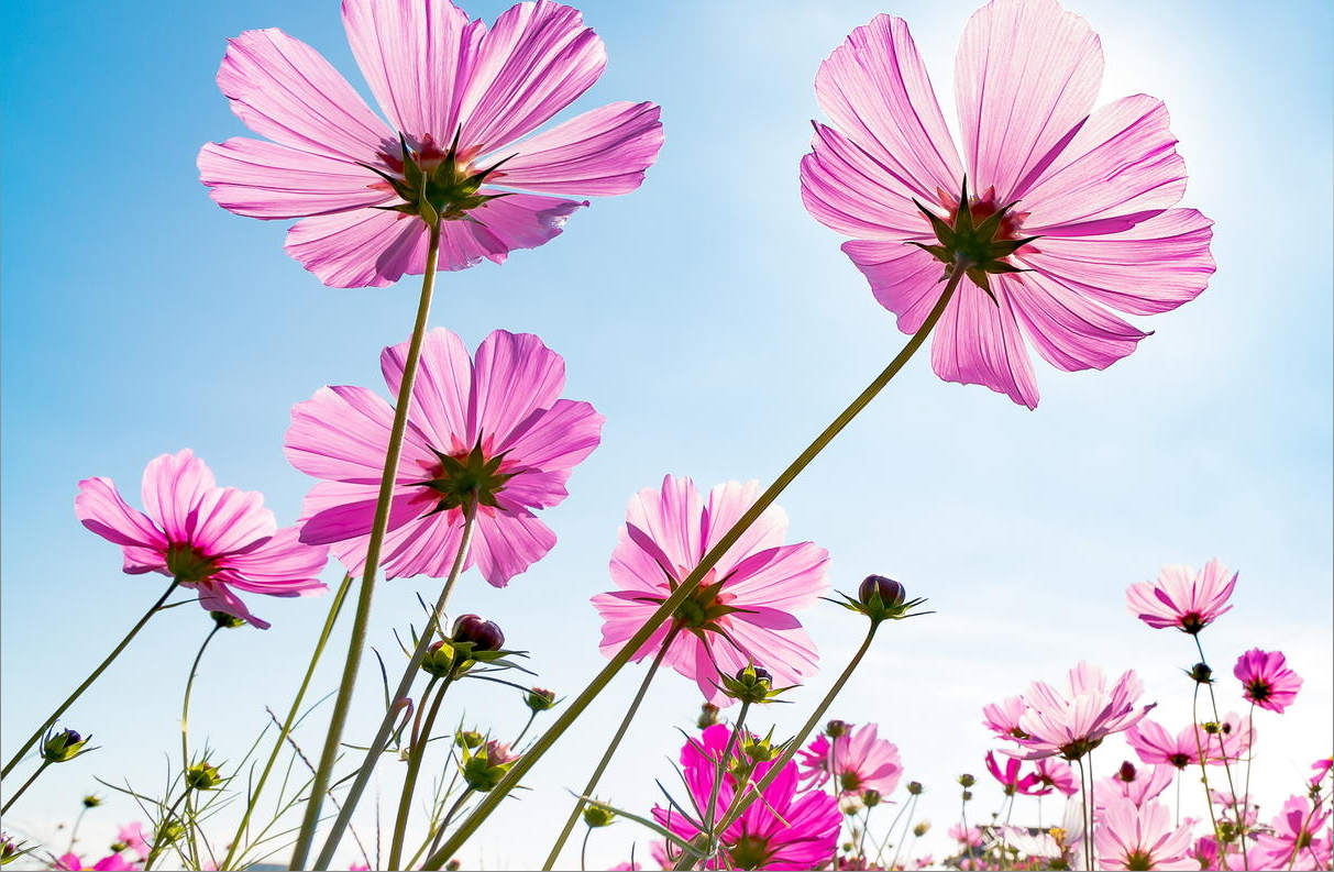 ���j�C���[�W